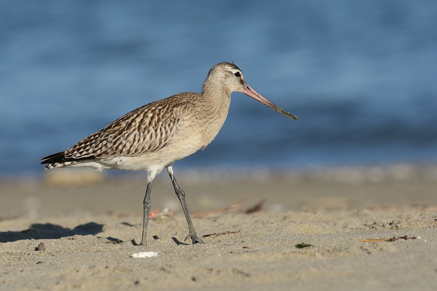 Pittima minore(Limosa lapponica)